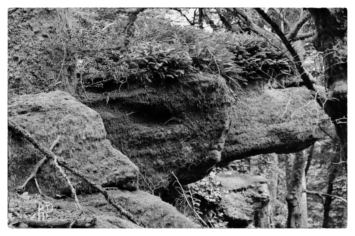 Forêt de Saint-Jean-Saverne - visage caché