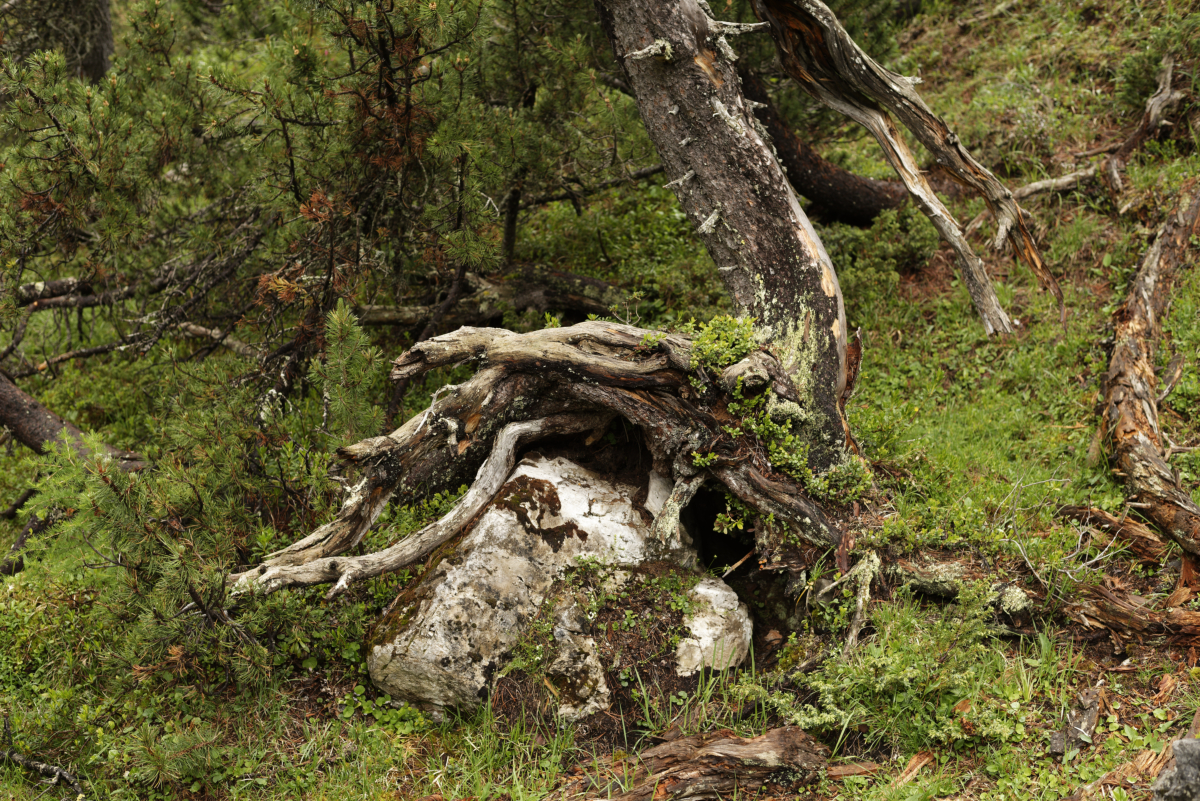 Les merveilles de la nature