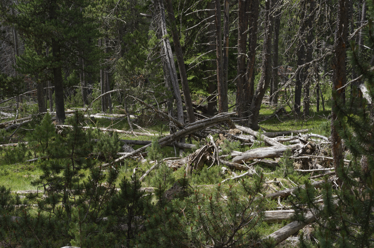 Une forêt enchantée